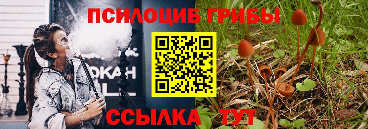 Псилоцибиновые грибы Psilocybe Владикавказ